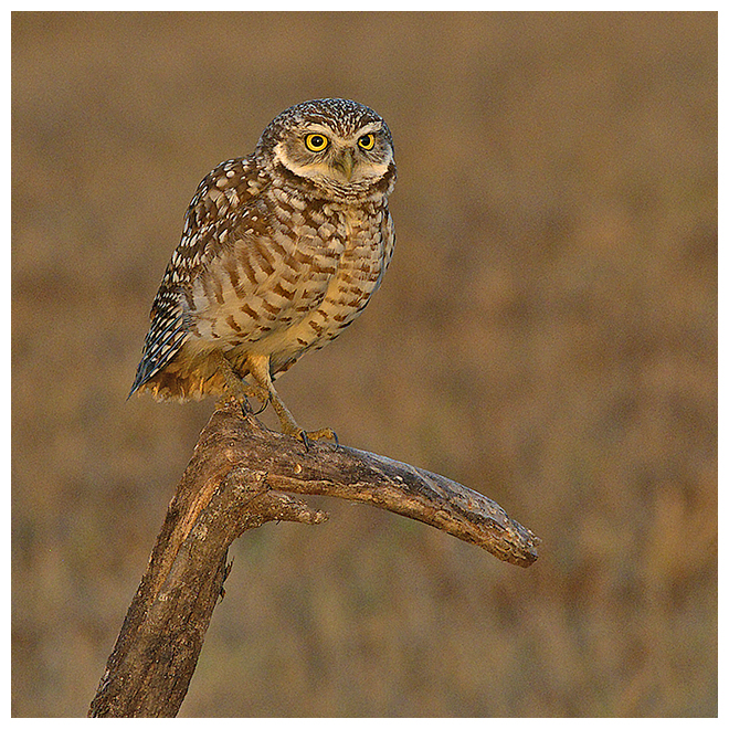 330 BURROWING OWL