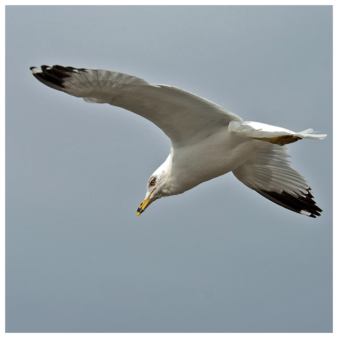 178 RING-BILLED GULL