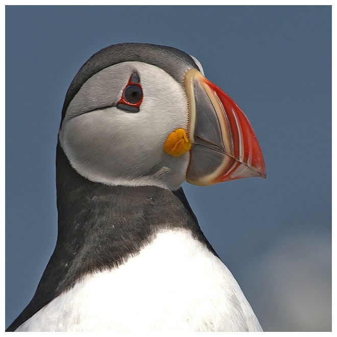 262 ATLANTIC PUFFIN