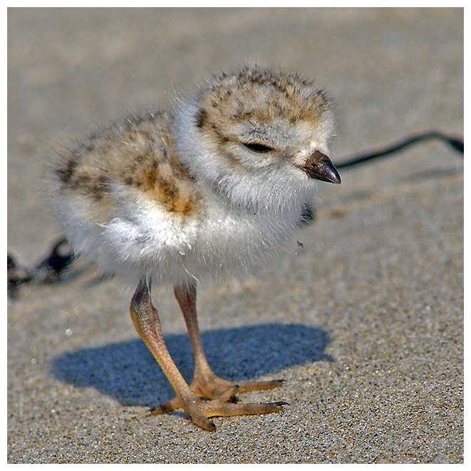 164 PIPING PLOVER chick