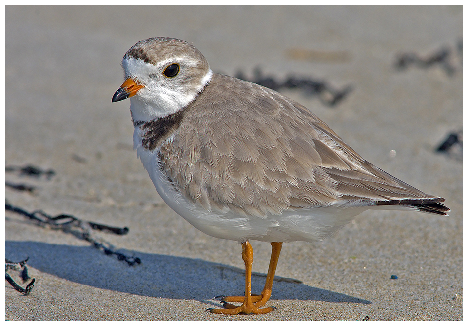 168 PIPING PLOVER