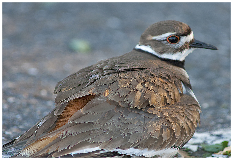 222 KILLDEER