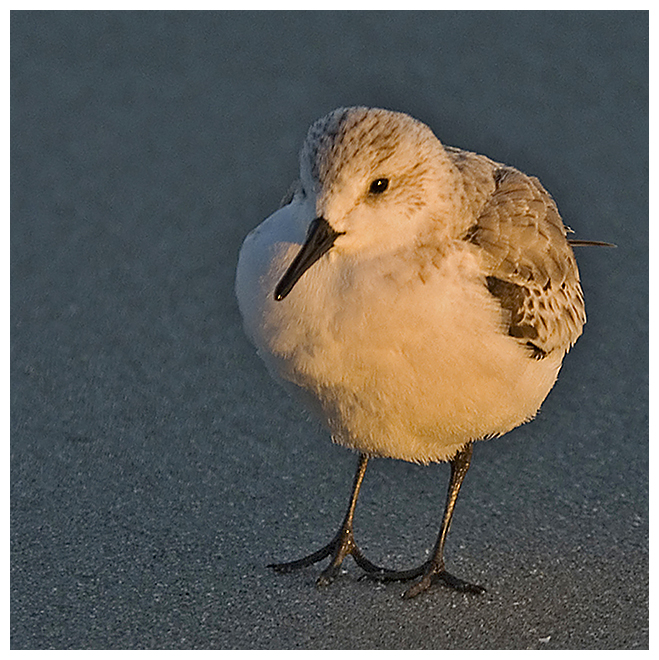 116 SANDERLING
