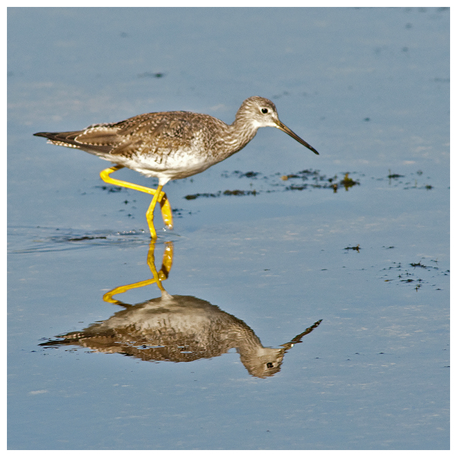 236 GREATER YELLOW LEGS