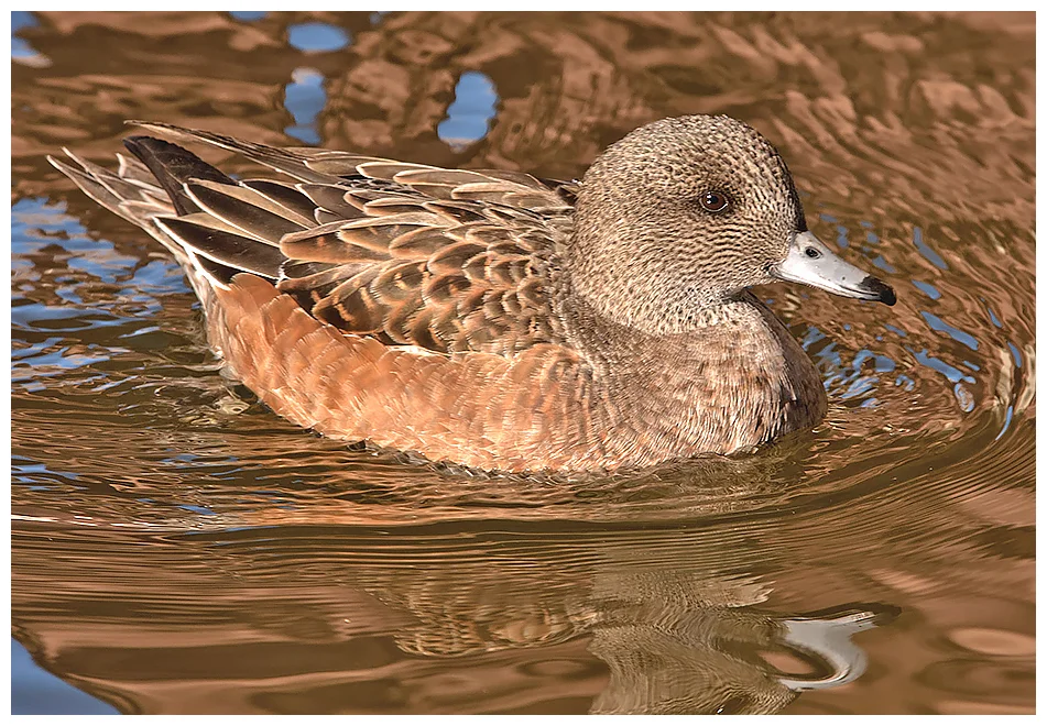 307 AMERICAN WIGEON female