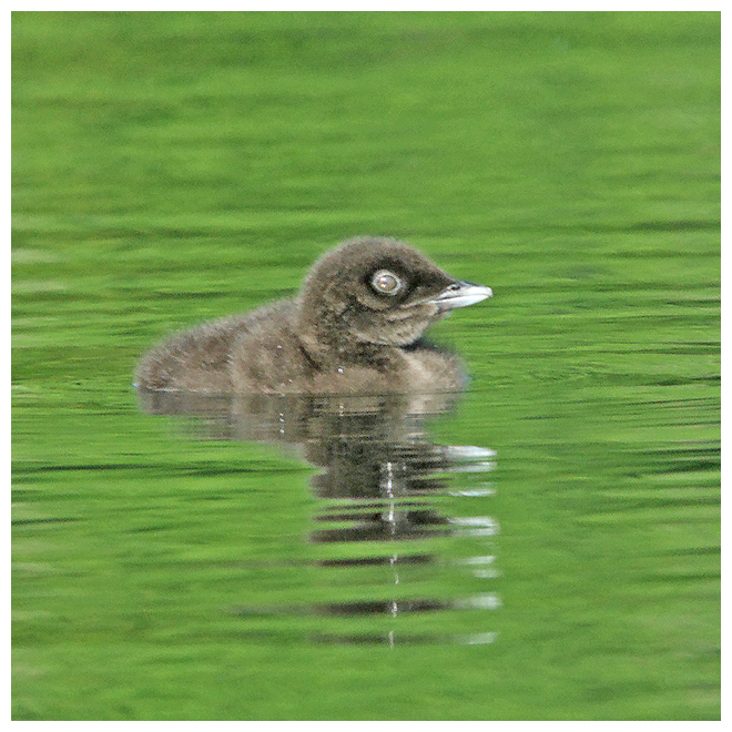 314 COMMON LOON chick