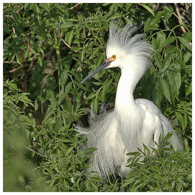 219 SNOWY EGRET