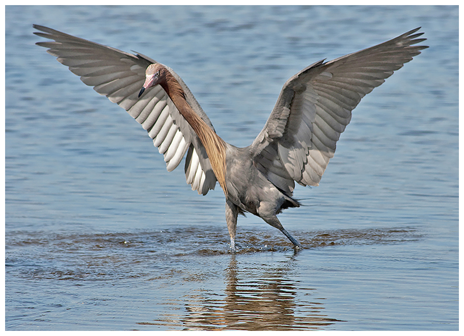 218 REDDISH EGRET