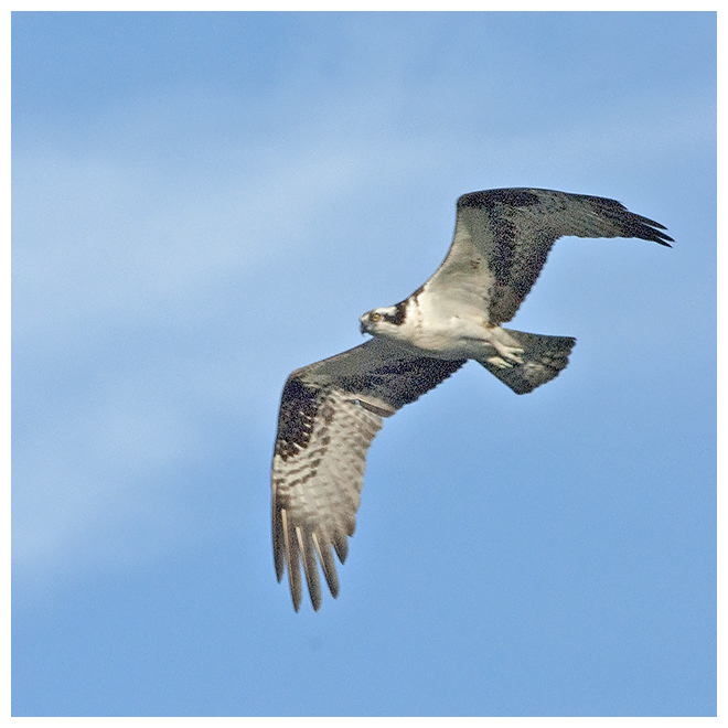 230 OSPREY