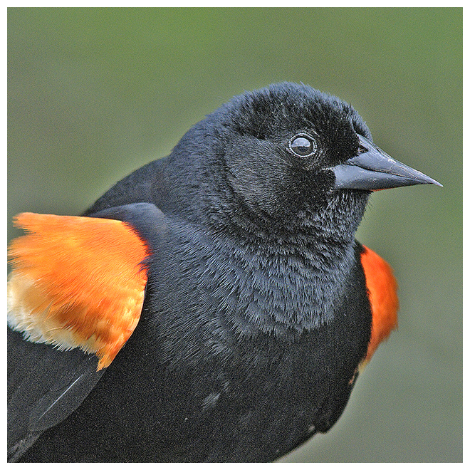 338 RED-WINGED BLACKBIRD male