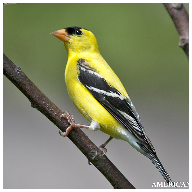 214 AMERICAN GOLDFINCH male