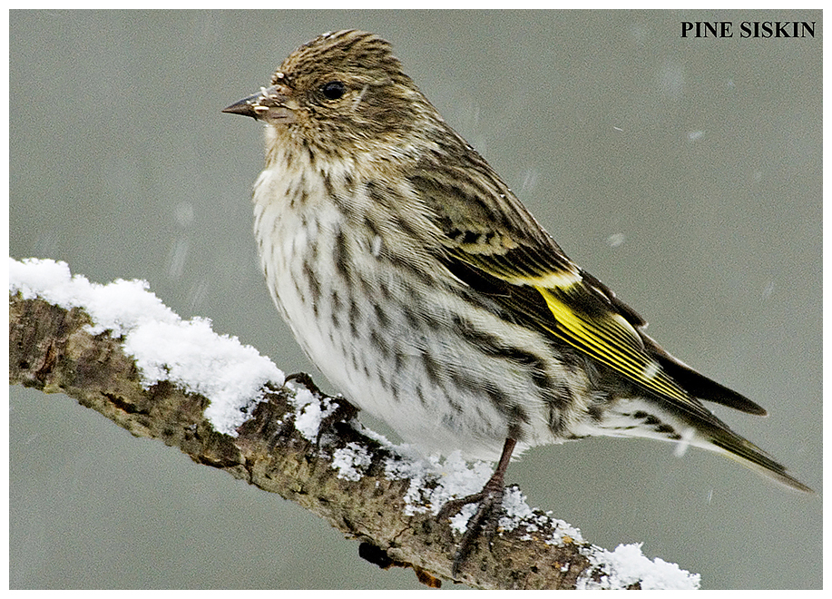 129 PINE SISKIN