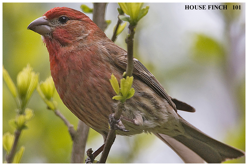 126 HOUSE FINCH male