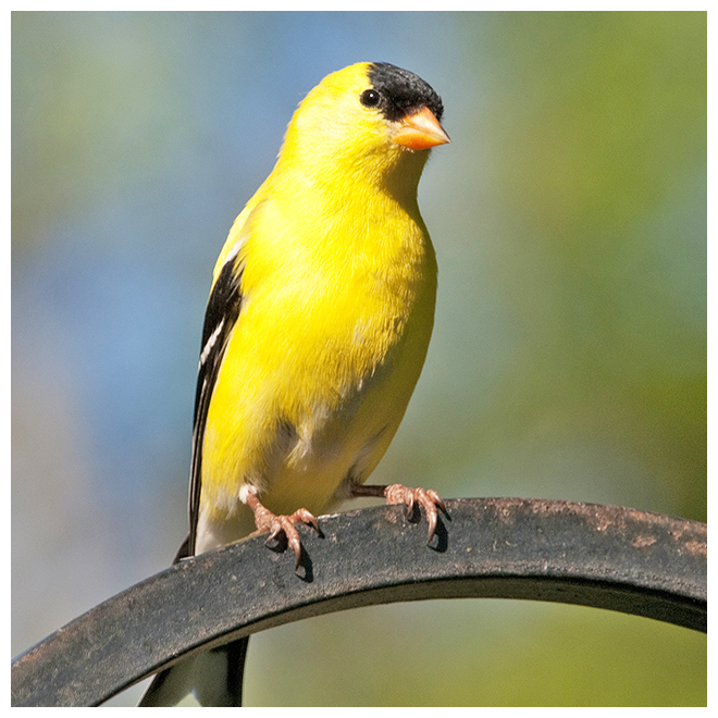 143 AMERICAN GOLDFINCH male