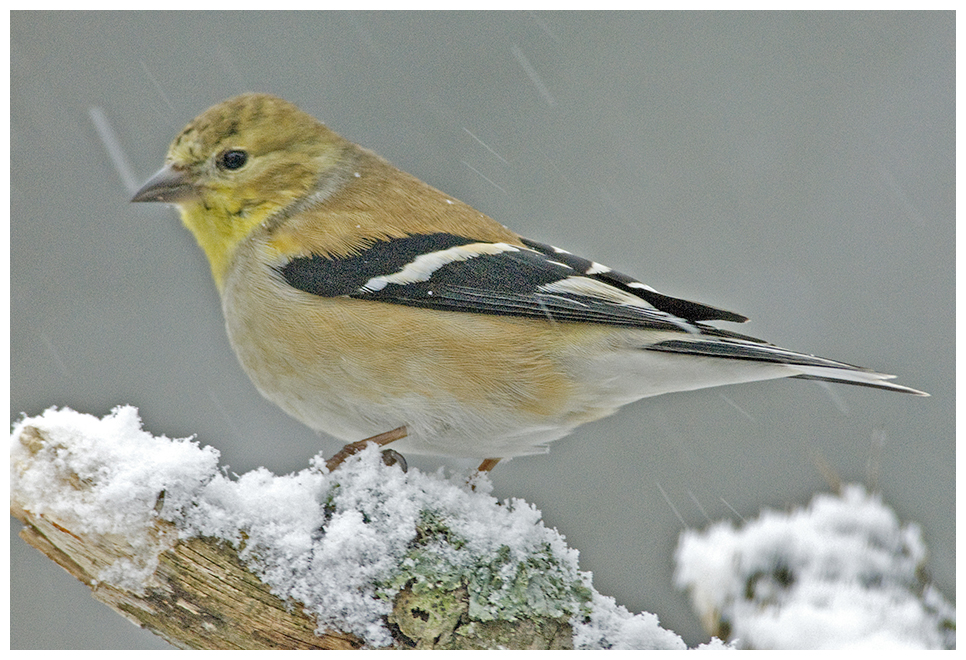 156 AMERICAN GOLDFINCH male winter