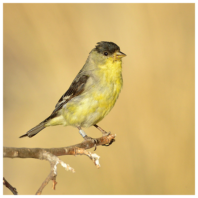 359 LESSER GOLDFINCH