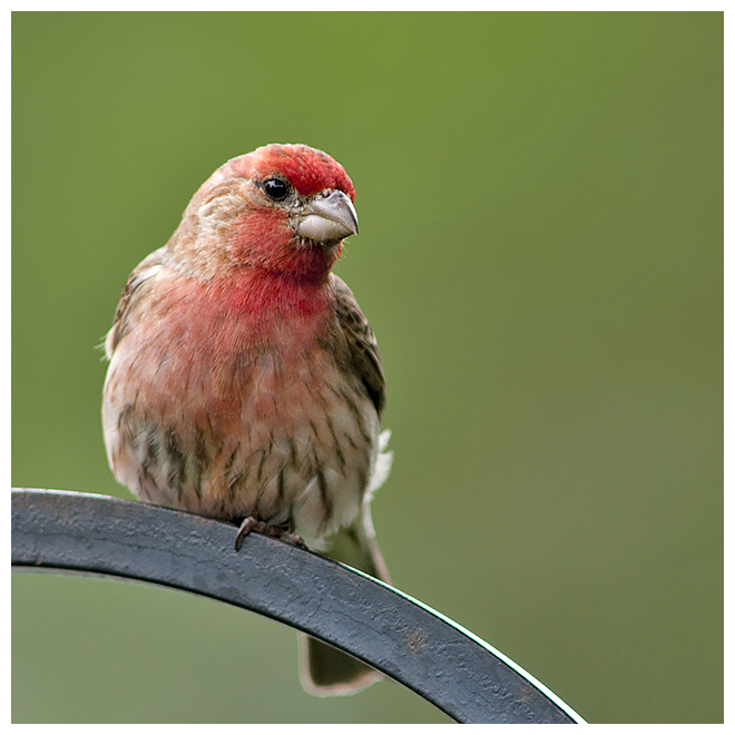 225 HOUSE FINCH male
