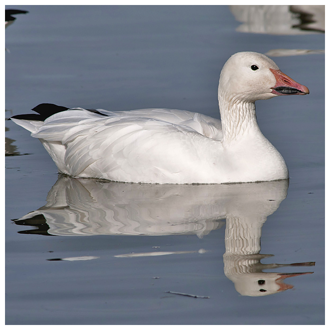 292 SNOW GOOSE