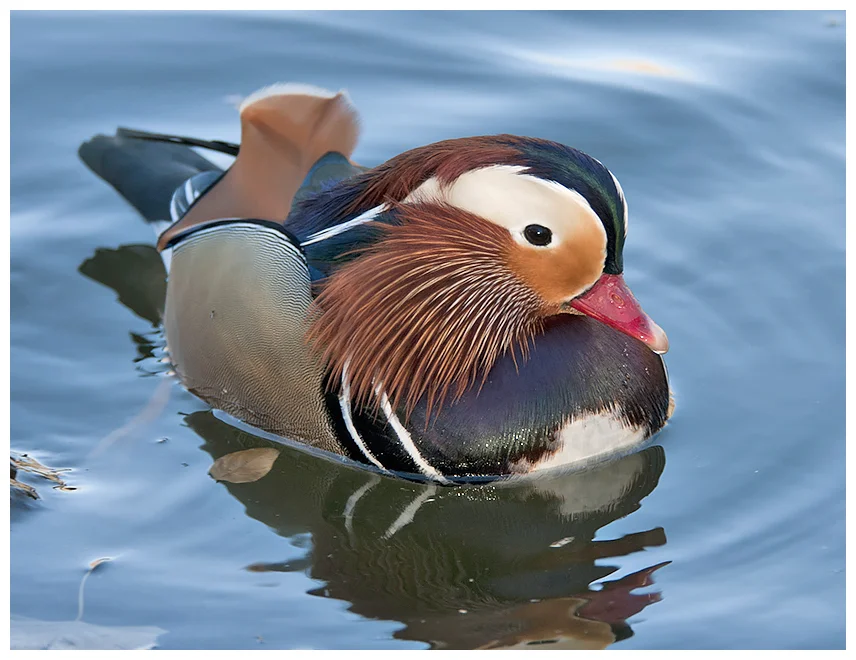 260 MANDARIN DUCK male