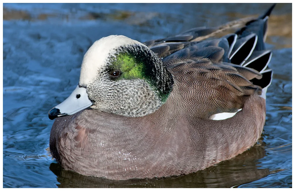 265 AMERICAN WIGEON male