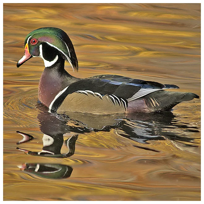 370 WOOD DUCK male