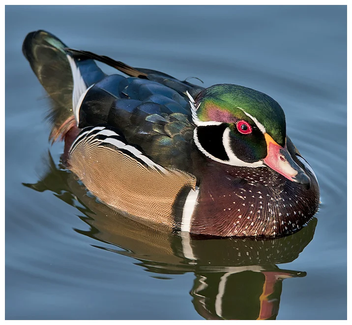 269 WOOD DUCK male