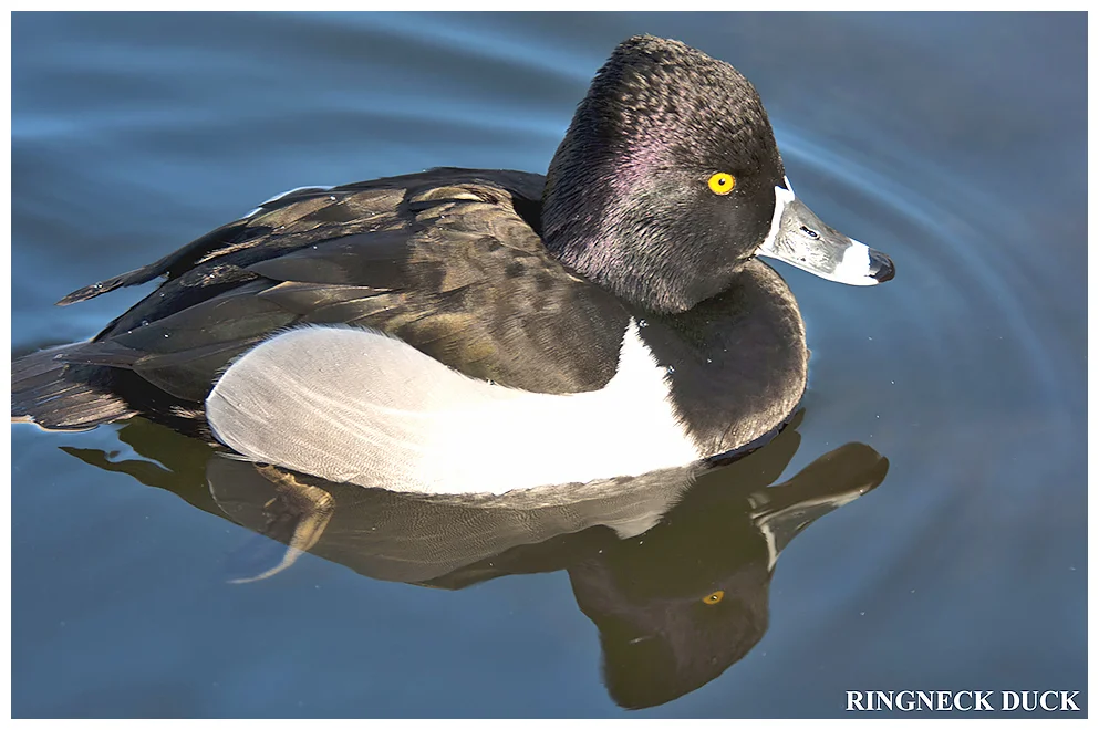 272 RING-NECKED DUCK male