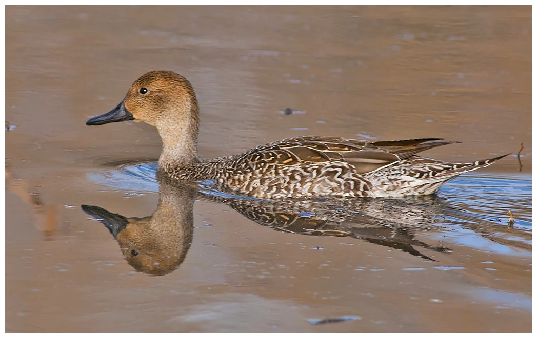 290 NORTHERN PINTAIL female
