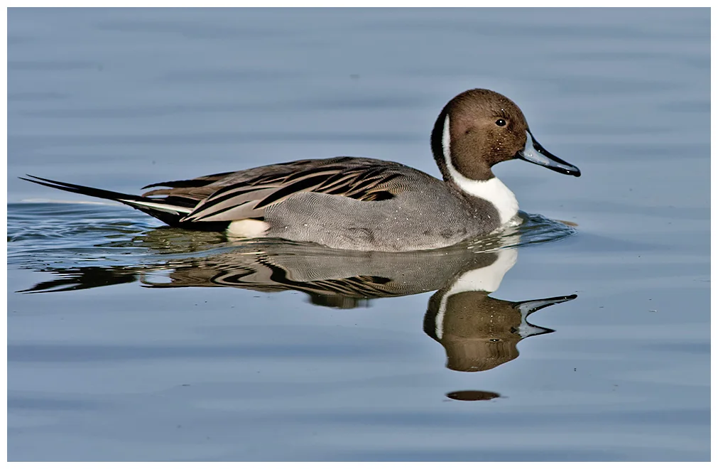 293 NORTHERN PINTAIL male