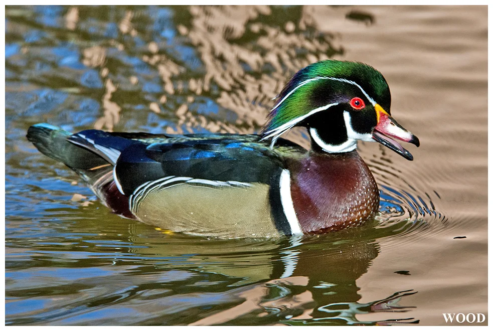 301 WOOD DUCK male
