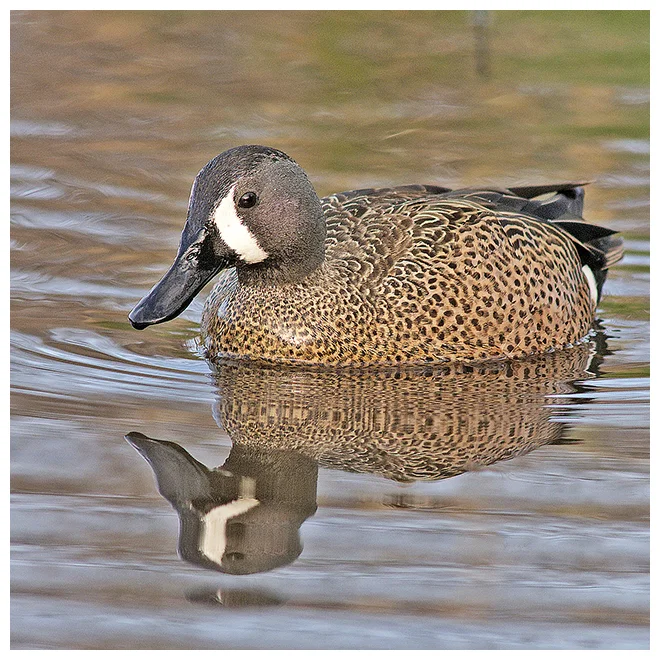 348 BLUE-WINGED TEAL male