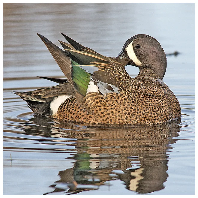 349 BLUE-WINGED TEAL preening