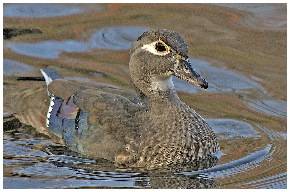 371 WOOD DUCK female