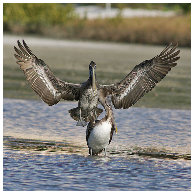 315 BROWN PELICANS