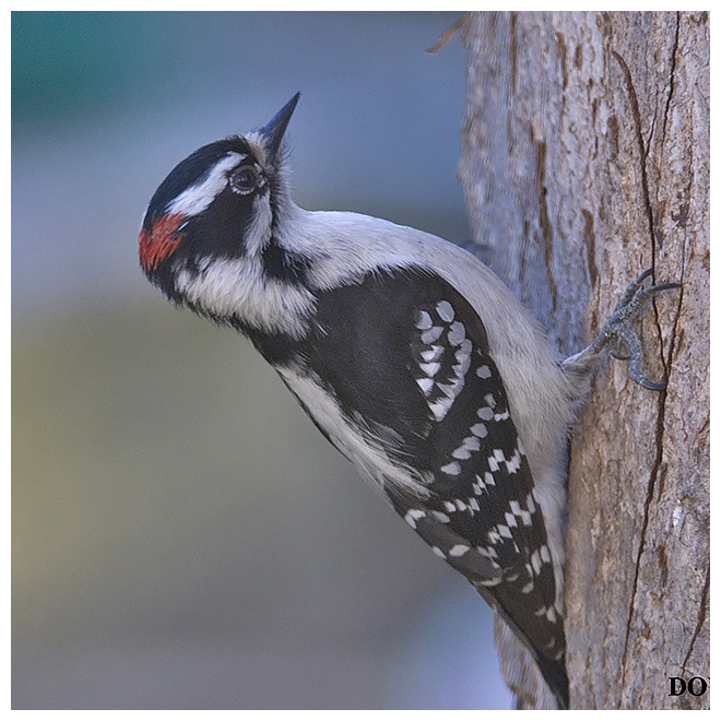242 DOWNY WOODPECKER