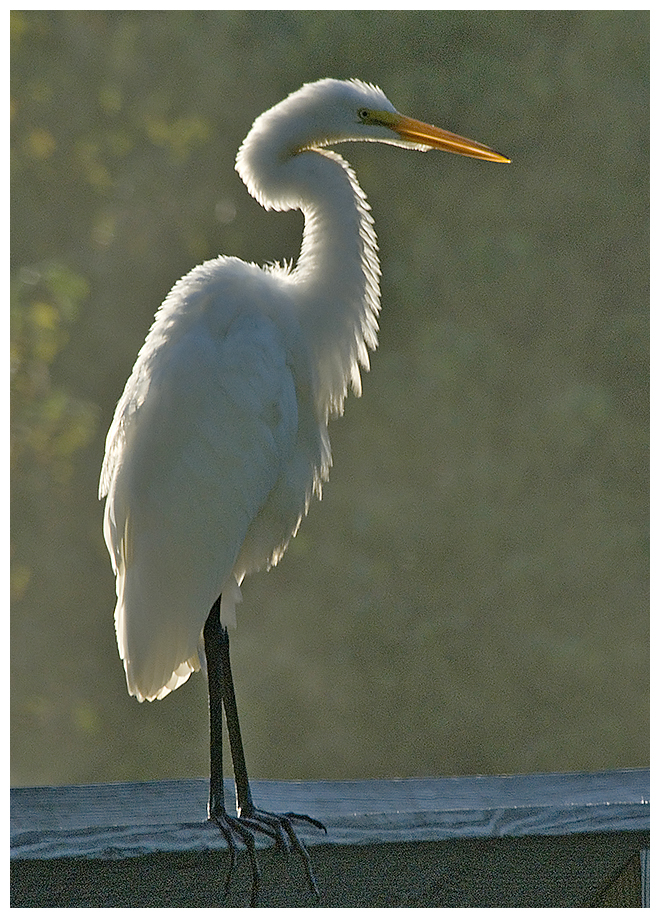 124 GREAT EGRET