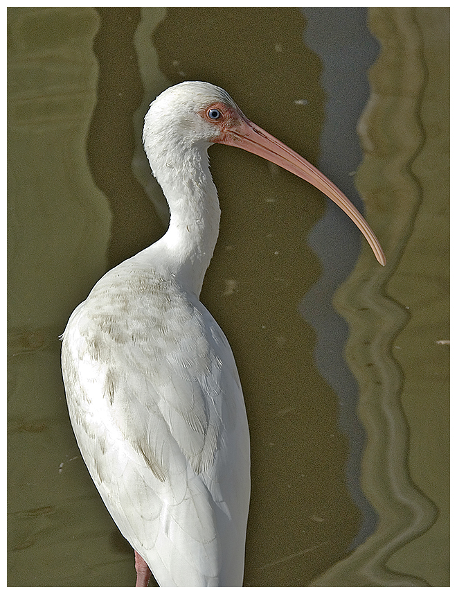 125 WHITE IBIS