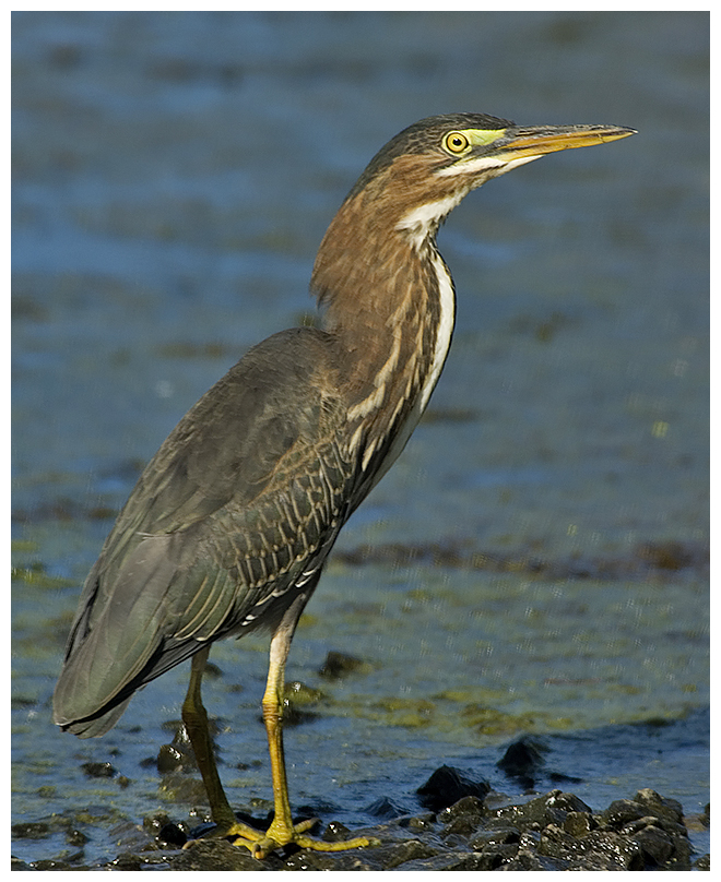134 GREEN HERON