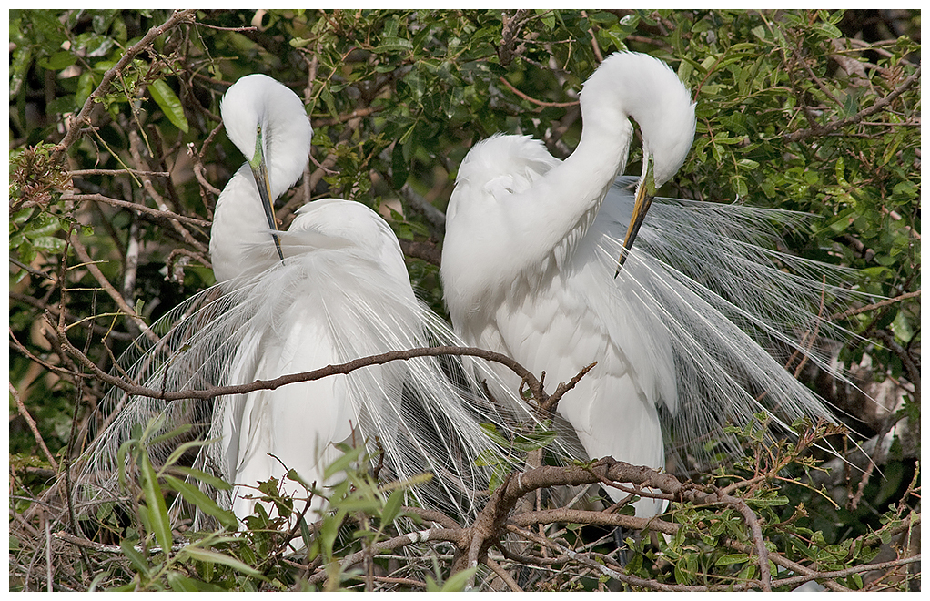 136 GREAT EGRET pair