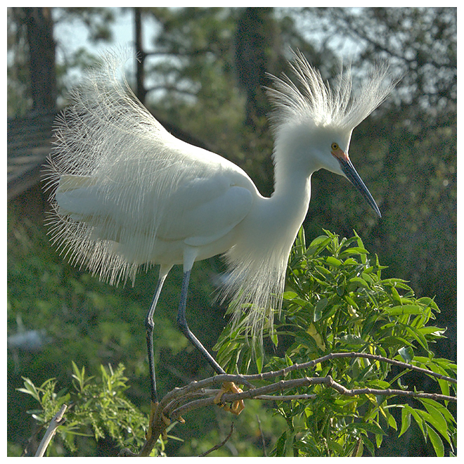140 SNOWY EGRET
