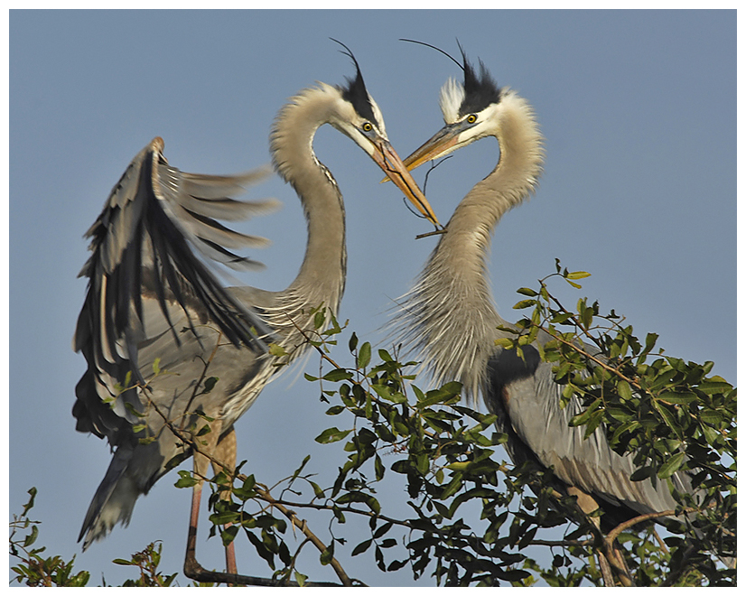 151 GREAT BLUE HERON pair on nest