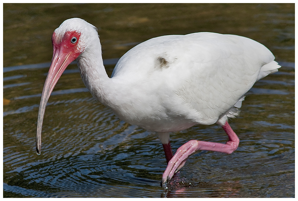 173 WHITE IBIS