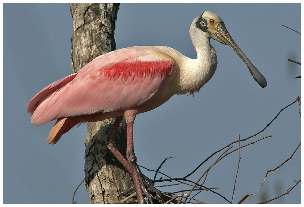 175 ROSEATE SPOONBILL