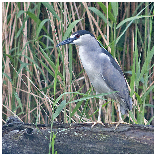 176 BLACK-CROWNED NIGHT-HERON