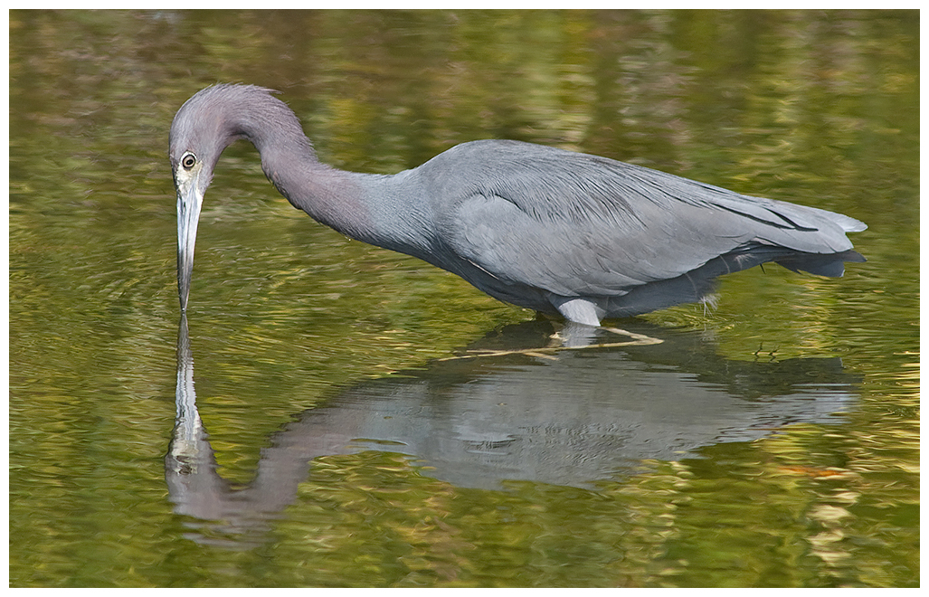 180 LITTLE BLUE HERON