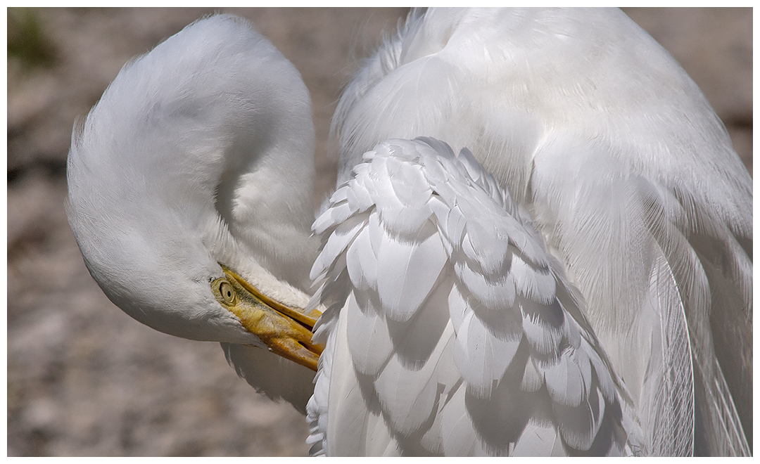 183 GREAT EGRET