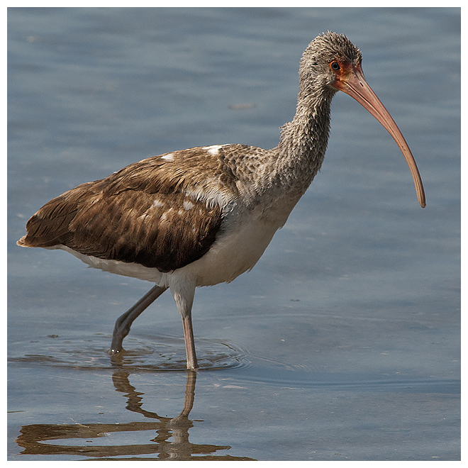 192 WHITE IBIS immature