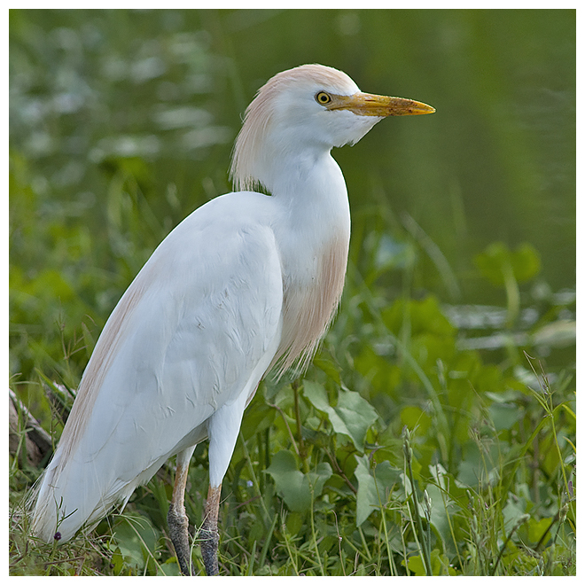 194 CATTLE EGRET
