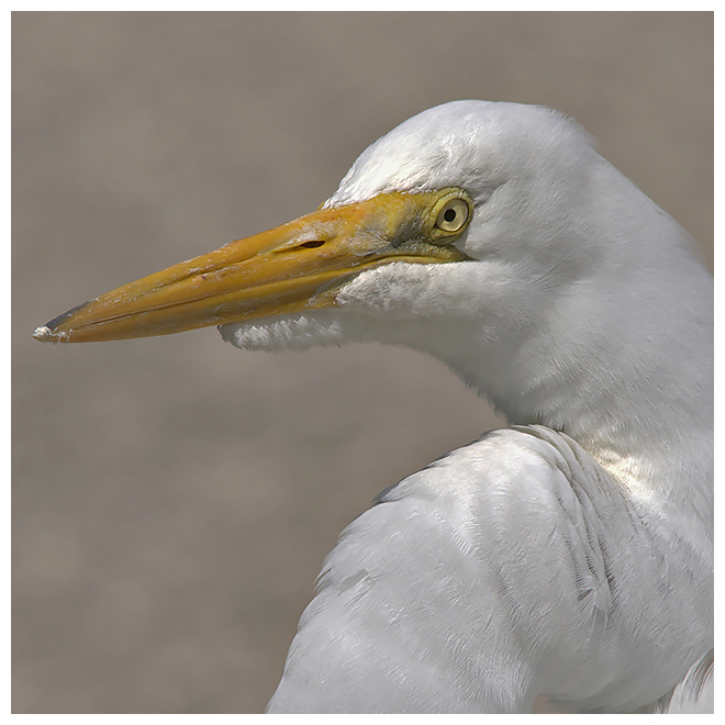 209 GREAT EGRET