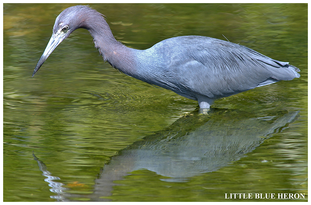 226 LITTLE BLUE HERON
